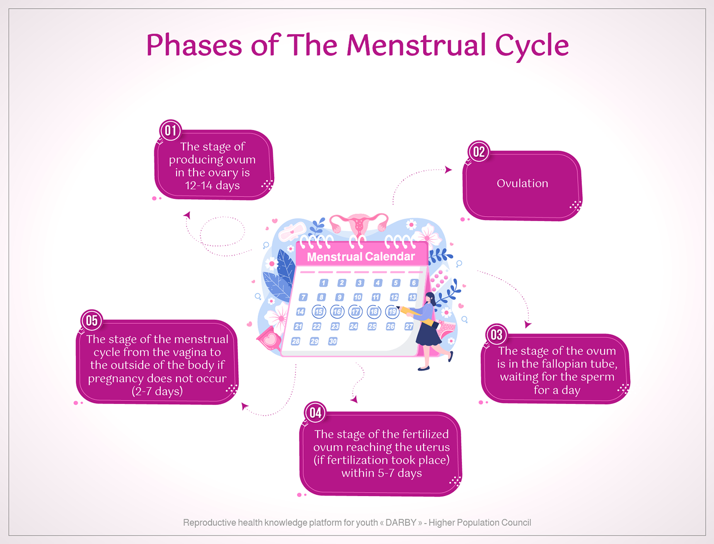 phases_of_menstrual_cycle